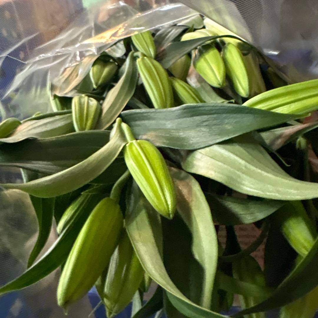 プチプラピアスイヤリング 同梱アヌースカ10本 シベリア トルコ各10本