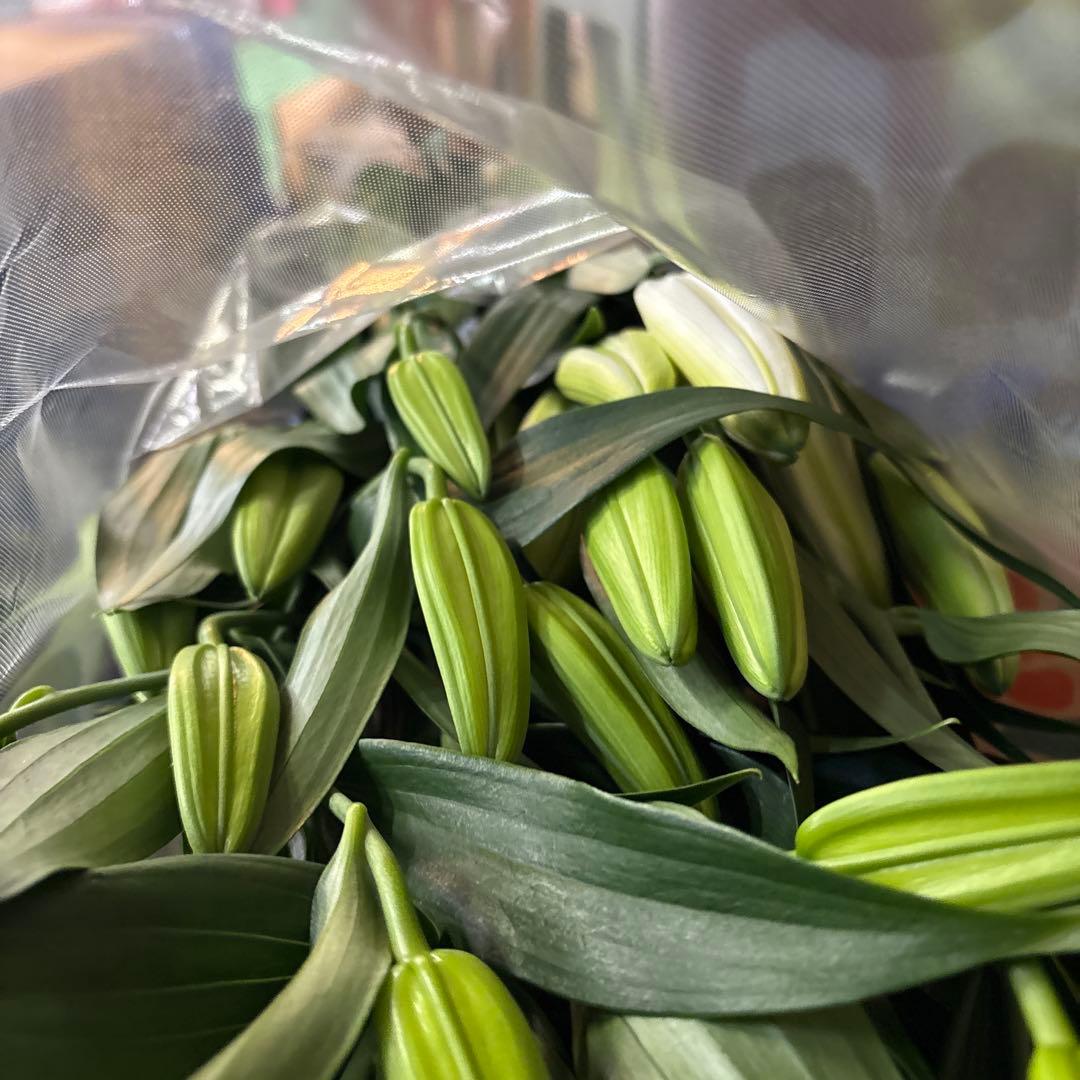 プチプラピアスイヤリング 同梱アヌースカ10本 シベリア トルコ各10本