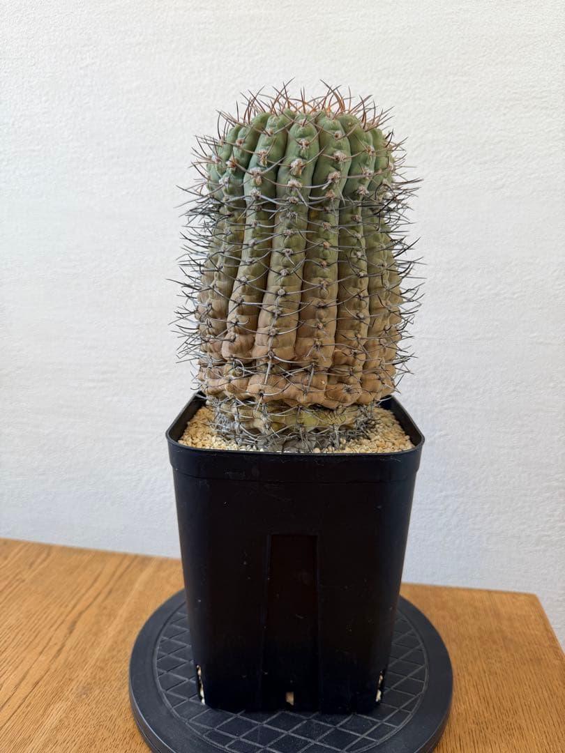 古株・大株: ギムノカリキウム三刺玉 (十字軍)