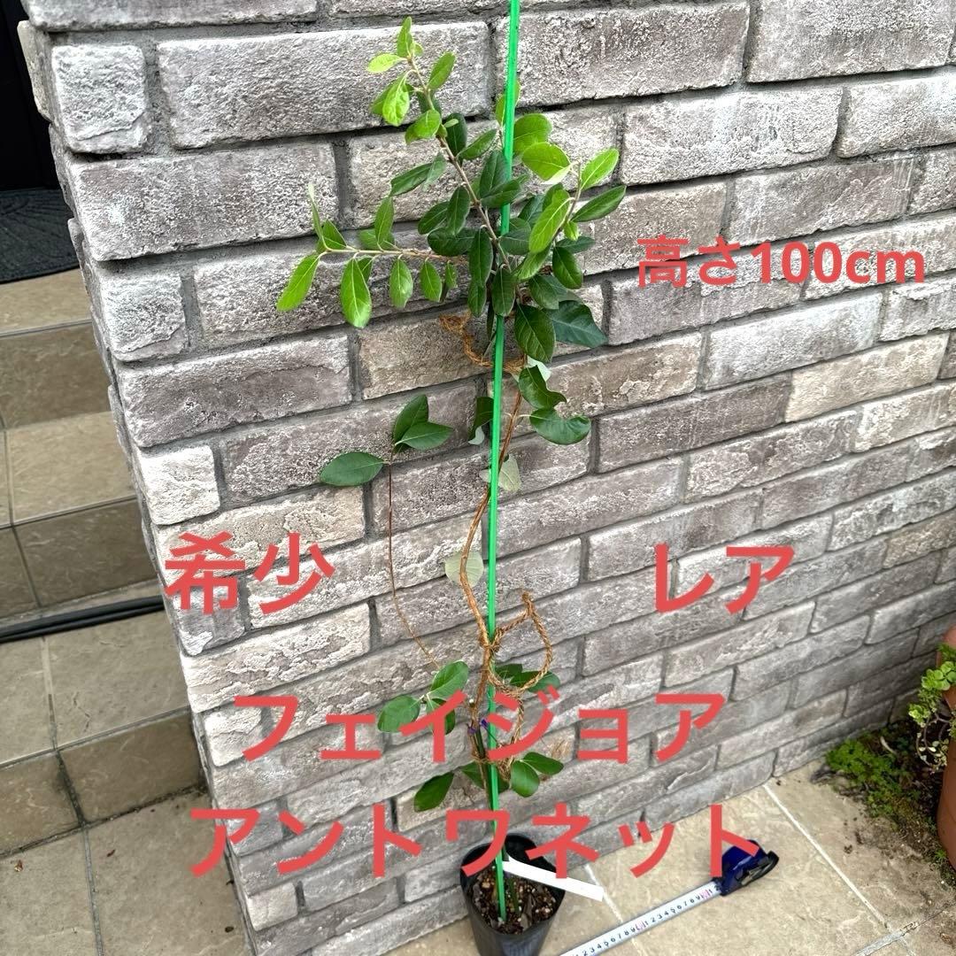 5 超希少 レア フェイジョア アントワネット 挿し木苗 高さ100cm程