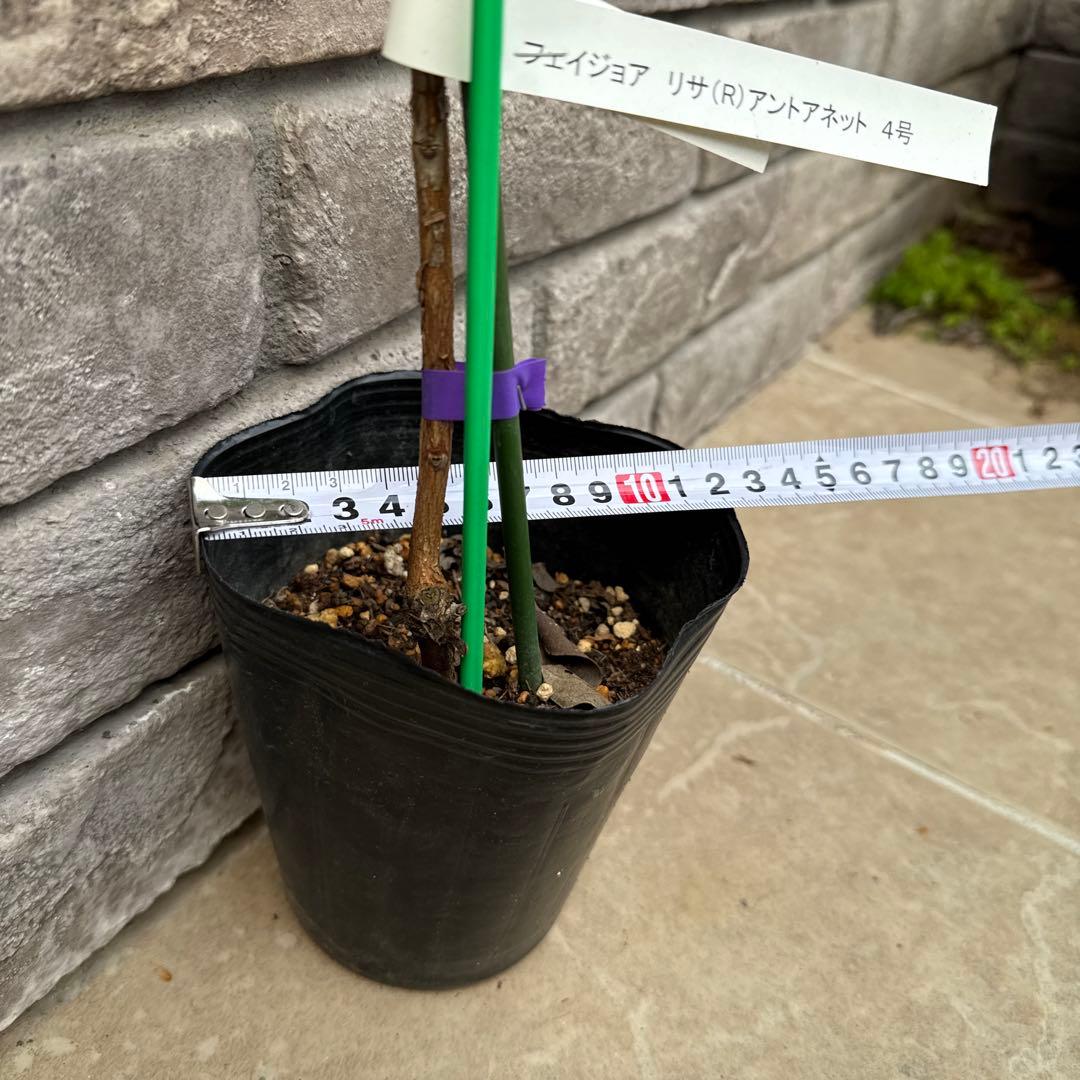 5 超希少 レア フェイジョア アントワネット 挿し木苗 高さ100cm程