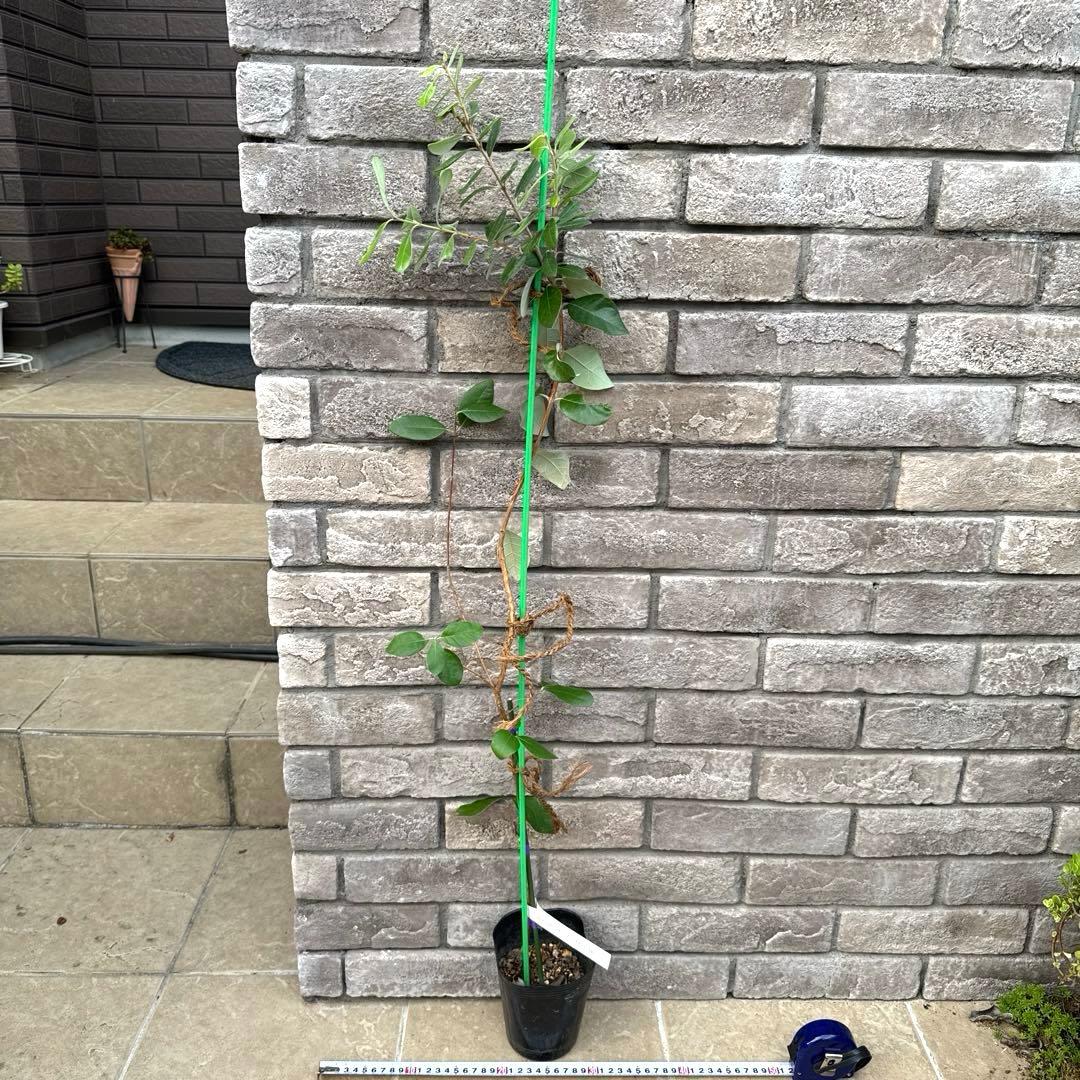 5 超希少 レア フェイジョア アントワネット 挿し木苗 高さ100cm程