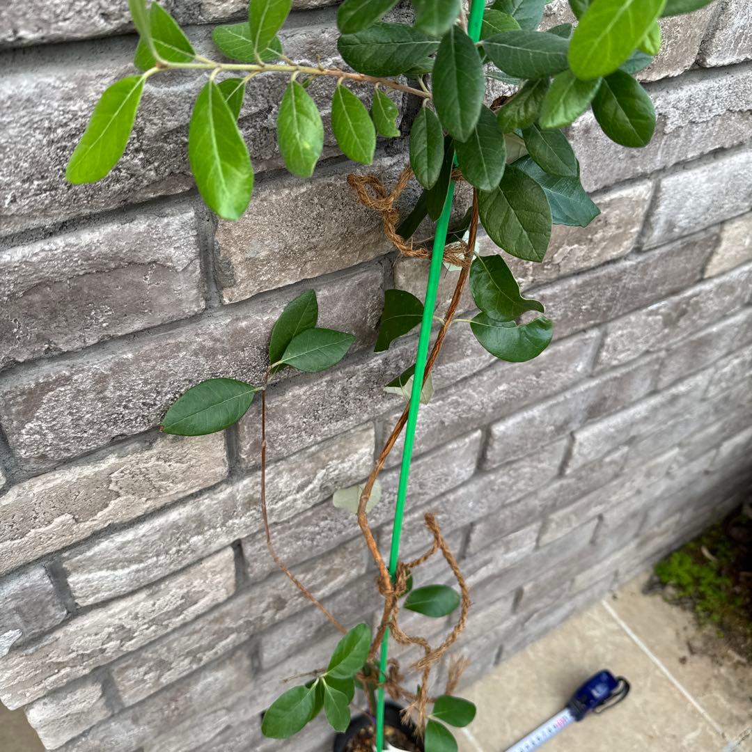 5 超希少 レア フェイジョア アントワネット 挿し木苗 高さ100cm程