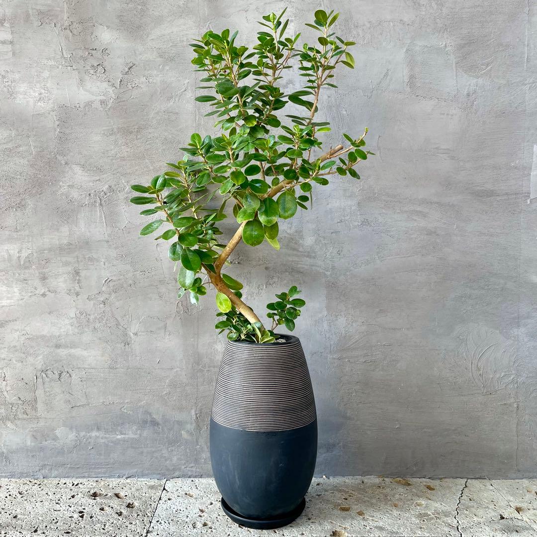 【最高級樹形】　大型　パンダガジュマル　曲がり仕立て　高級陶器鉢　植え込み発送