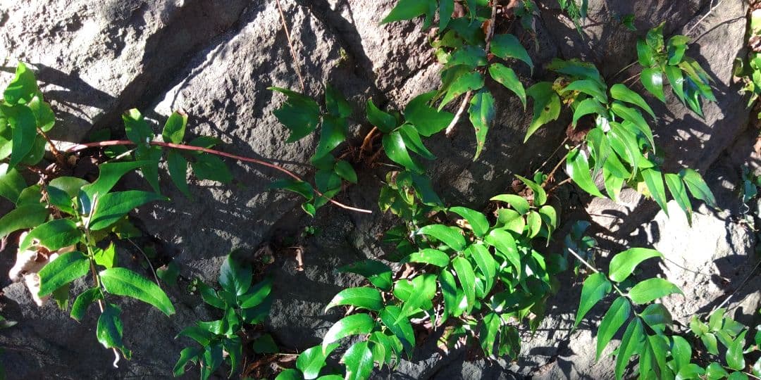 オニヤブソテツ