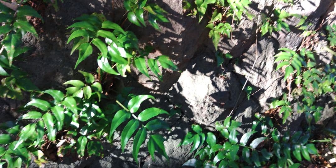 オニヤブソテツ