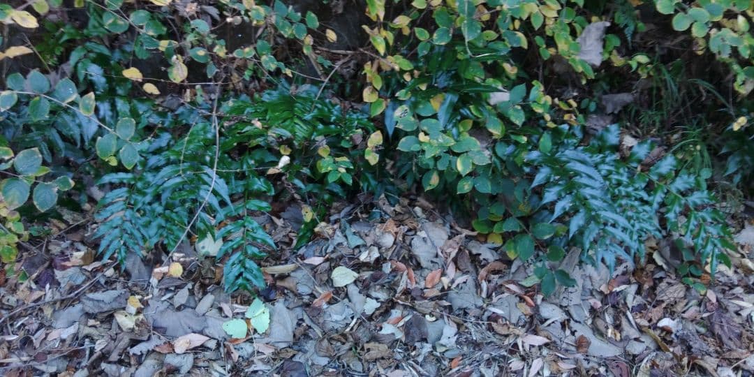 オニヤブソテツ