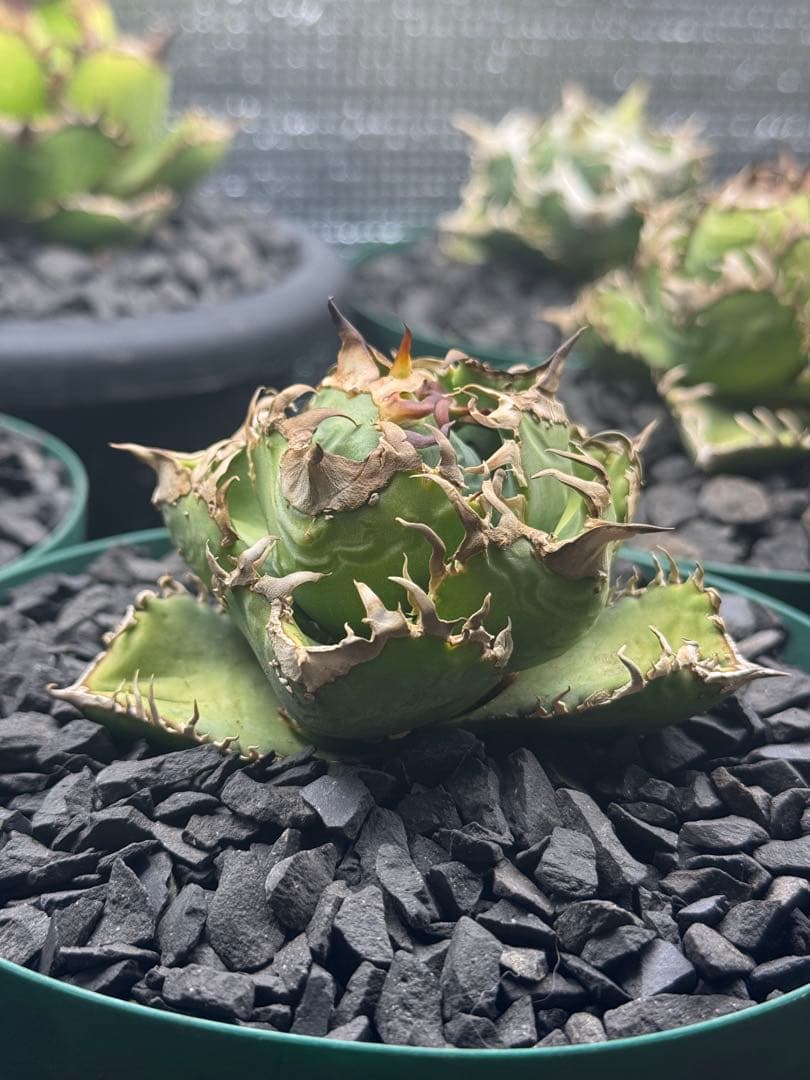 アガベ　lize血統 夜燕