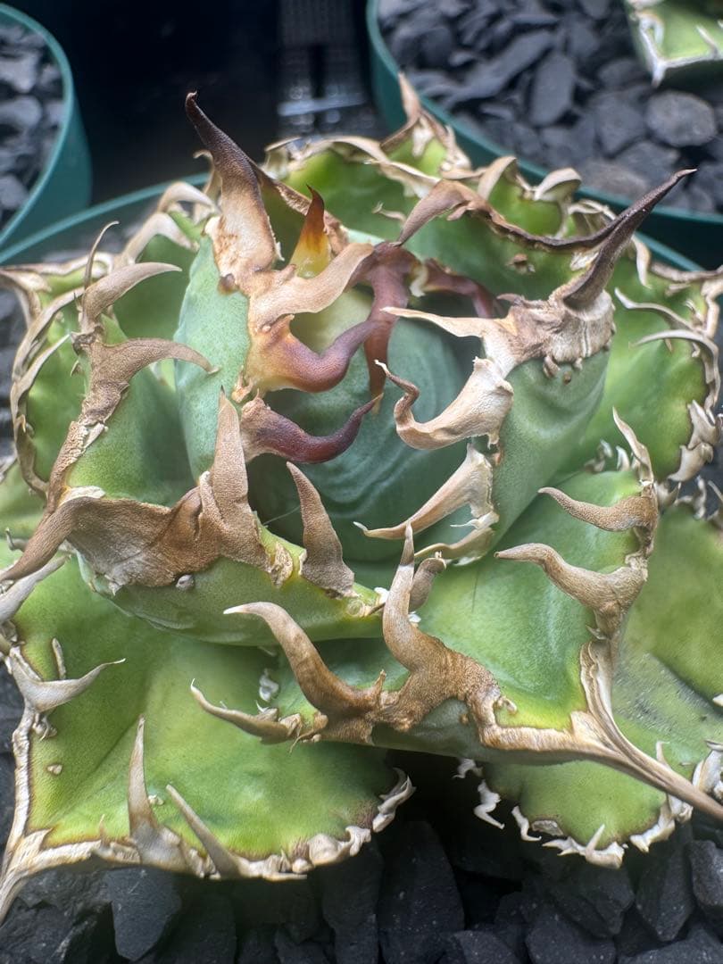 アガベ　lize血統 夜燕