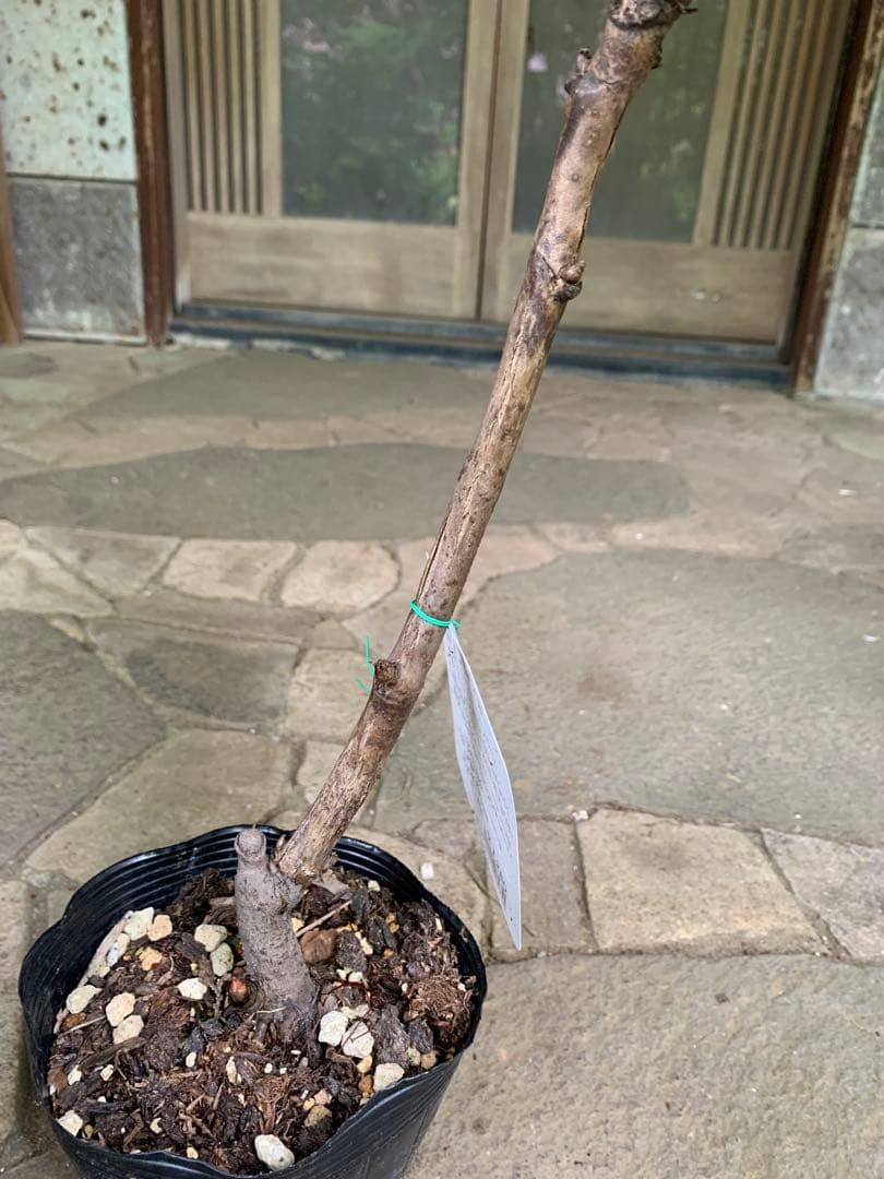 牡丹の苗木 黄冠 鉢ごと発送