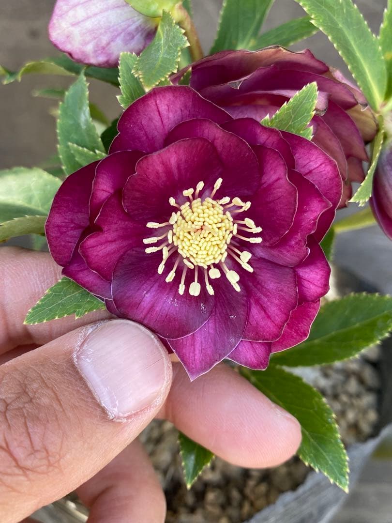 グロッシーカラーゴールド　加藤農園