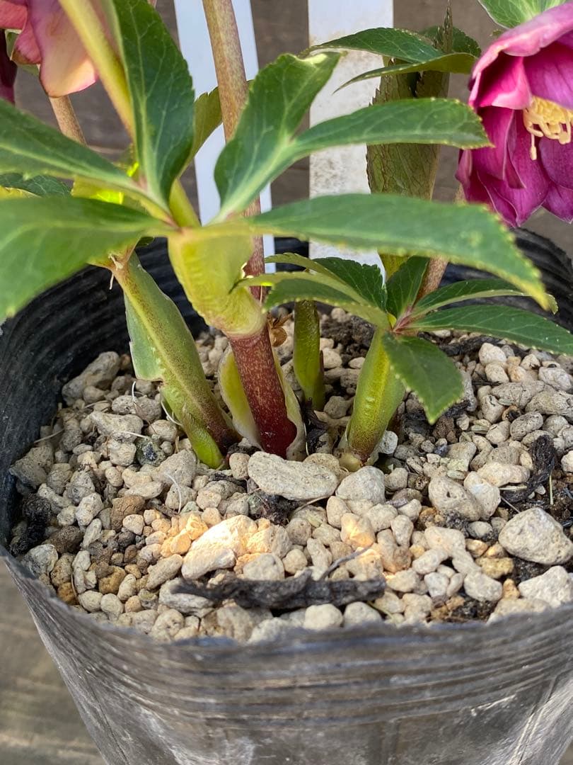 グロッシーカラーゴールド　加藤農園