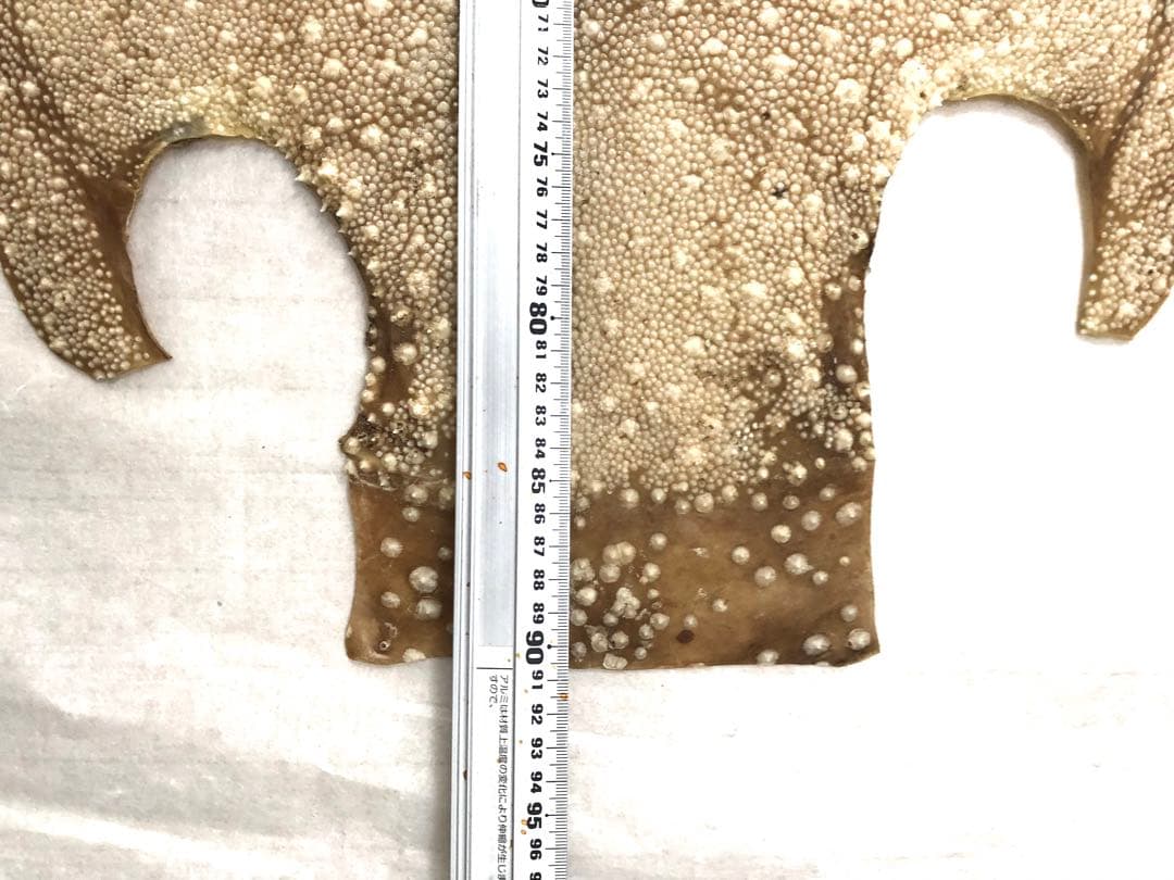 【希少】鮫皮　【梅花皮】