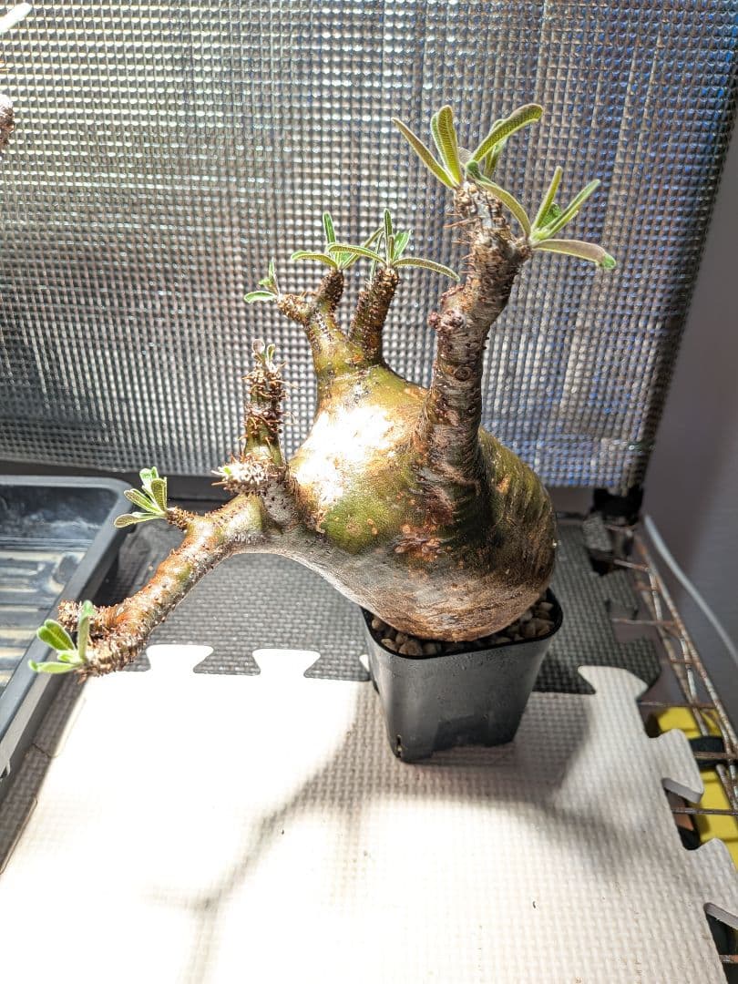 ザ*パ様 パキポディウム　グラキリス現地球