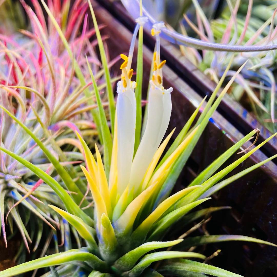 【ラスト株】T. ‘White Knigit' T'S TROPICALS