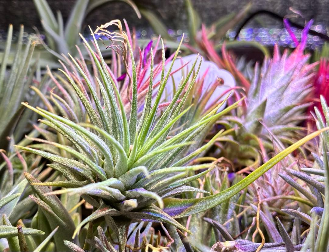 【ラスト株】T. ‘White Knigit' T'S TROPICALS