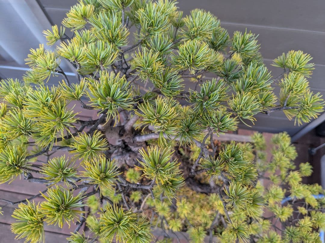 ①五葉松　盆栽　14号鉢付き　樹齢40〜50年以上　約高さ72センチ