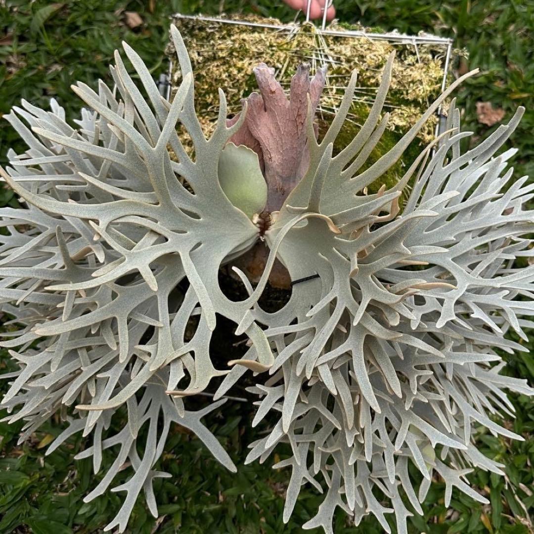 P.willinckii Yellow moon dwarf ビカクシダ