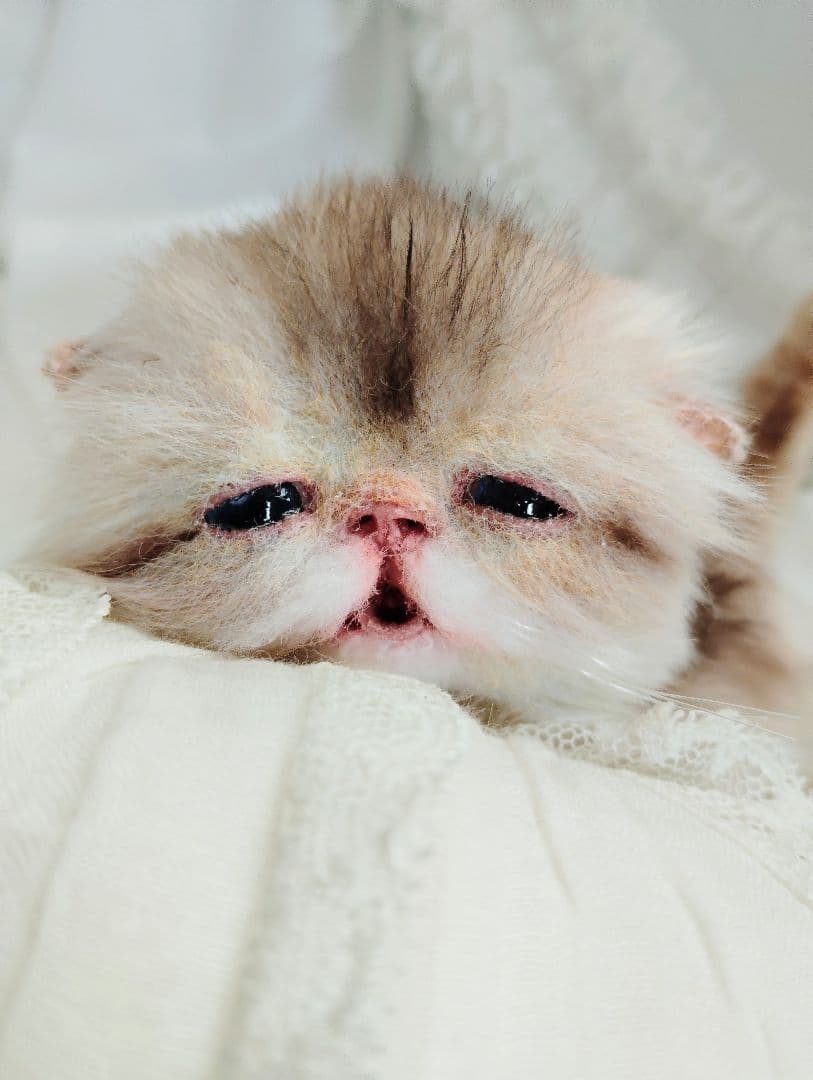 生後２週間♡ふにゃくた♡子猫ちゃん♡アートドール♡ぬいぐるみ♡