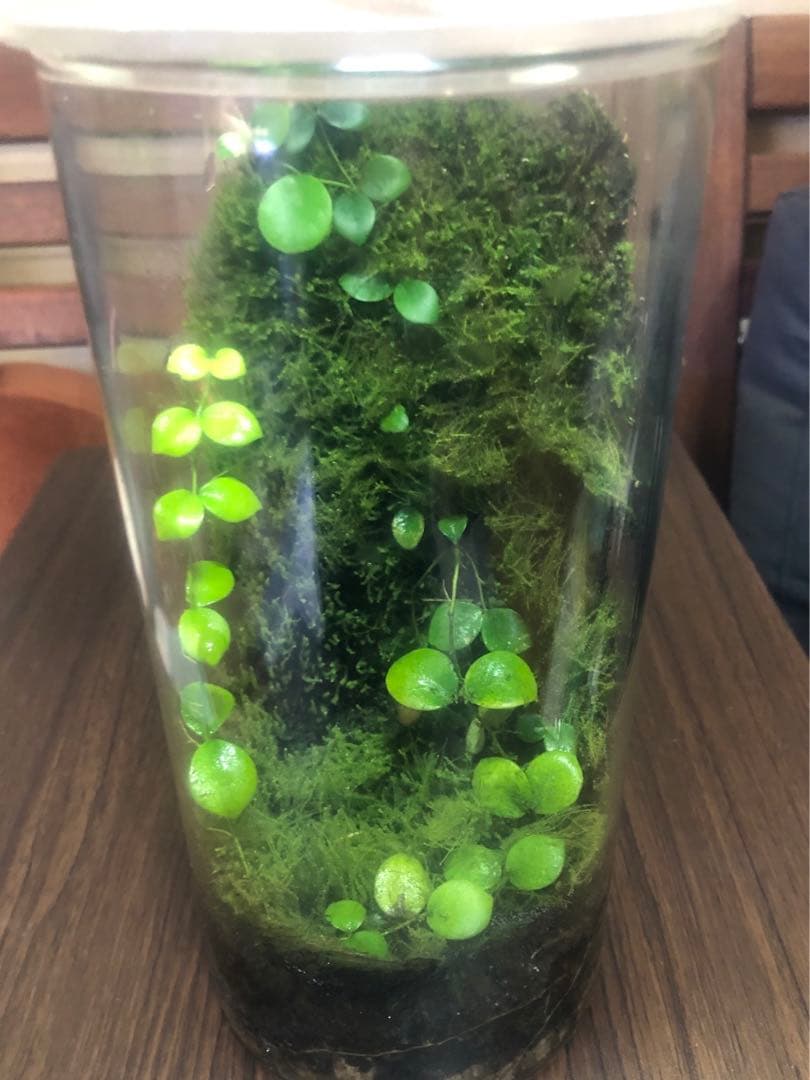 パルダリウム　ミニ筒　クライマー植え付け済み