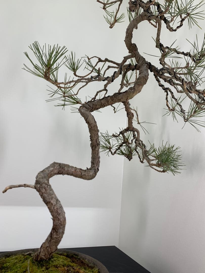 細幹ならではの曲芸　文人赤松　落款（検索/真柏　黒松　捻転　シャリ　盆栽）