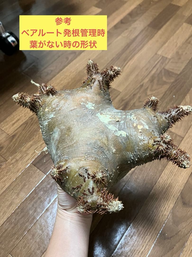 パキポディウム ・マカイエンセ　現地球　扁平　赤肌　プラ鉢　検）黒王丸　パキプス