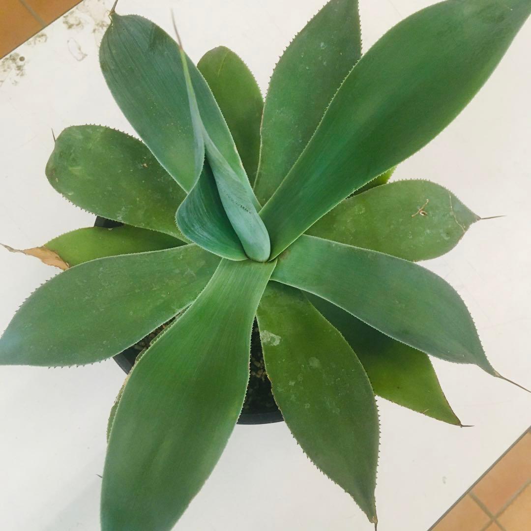 【大苗】アガベ トゥルービューティー Agave 'True Beauty'