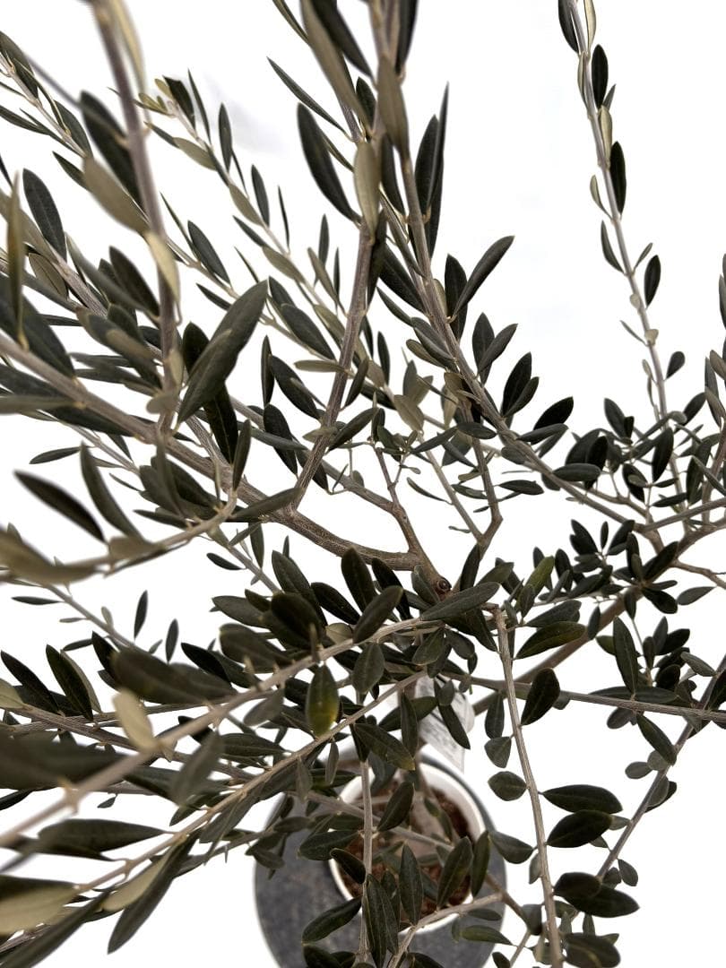 オリーブの木　オブリッツア　7号　約150cm　K-297　希少品種　現品掲載