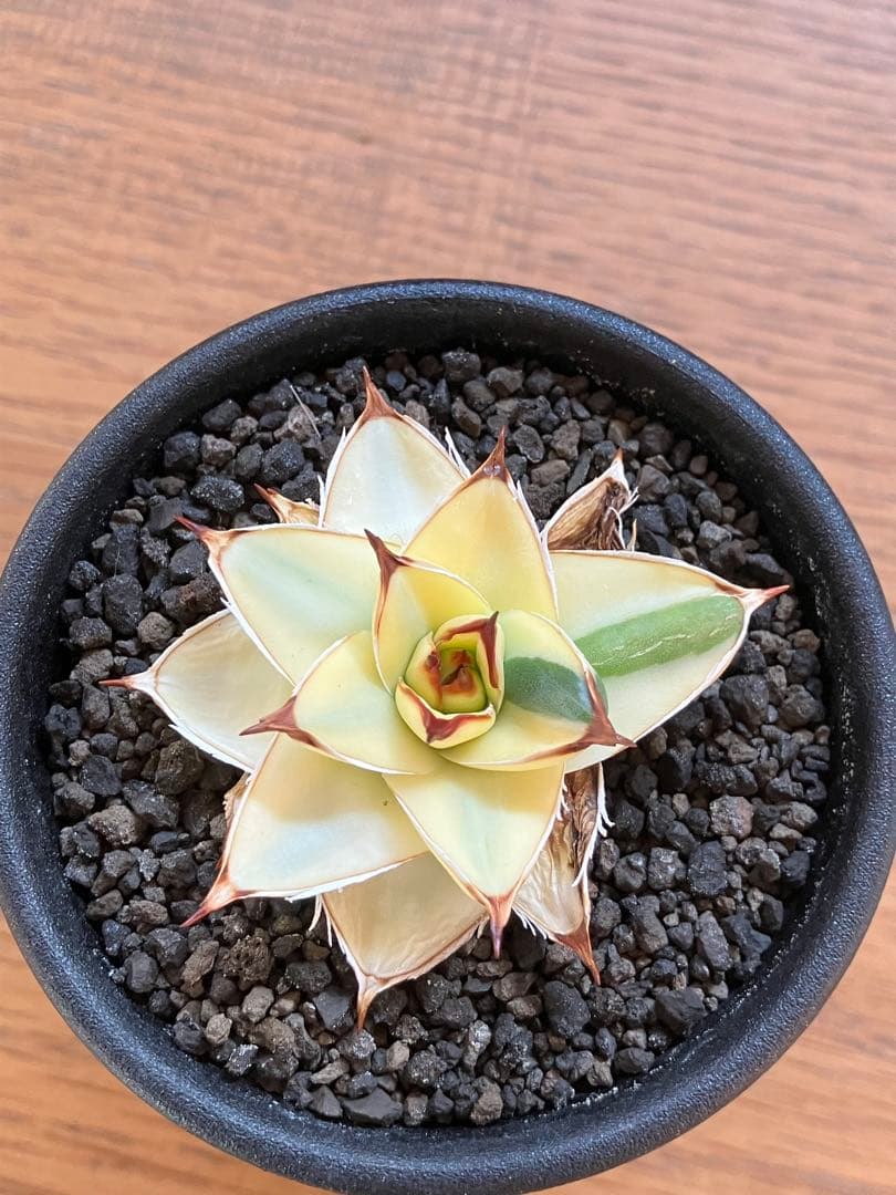 タ*ー様 超選抜【選抜オークション】④特大　アガべ　王妃笹の雪A型　ピンキーTC