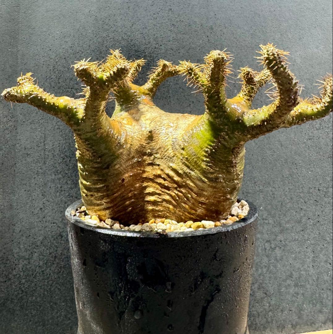 画像無加工でこの色肌　グラキリス現地球 ベアルート　良型株　中株　低重心 緑肌