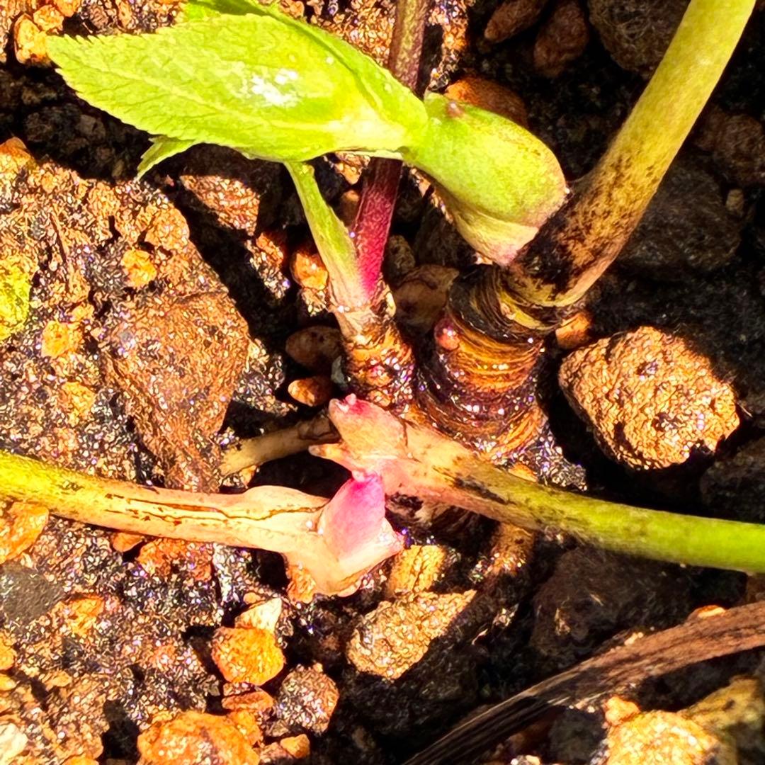 も*子様 ☘️限定1株☘️直筆タグ付☘️蕾付☘️大株☘️3388⭐️WM原生地採