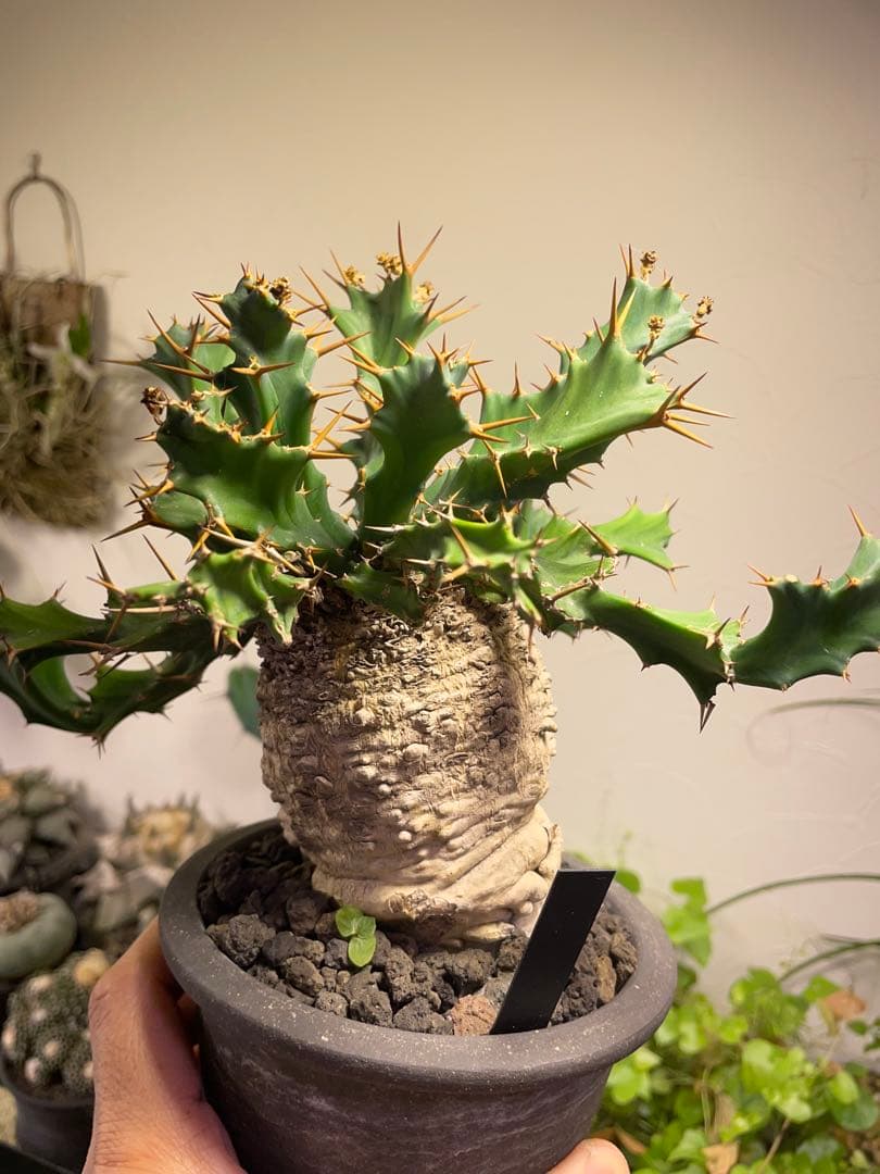 ユーフォルビア　クラビゲラ　現地球　美株　発根済み