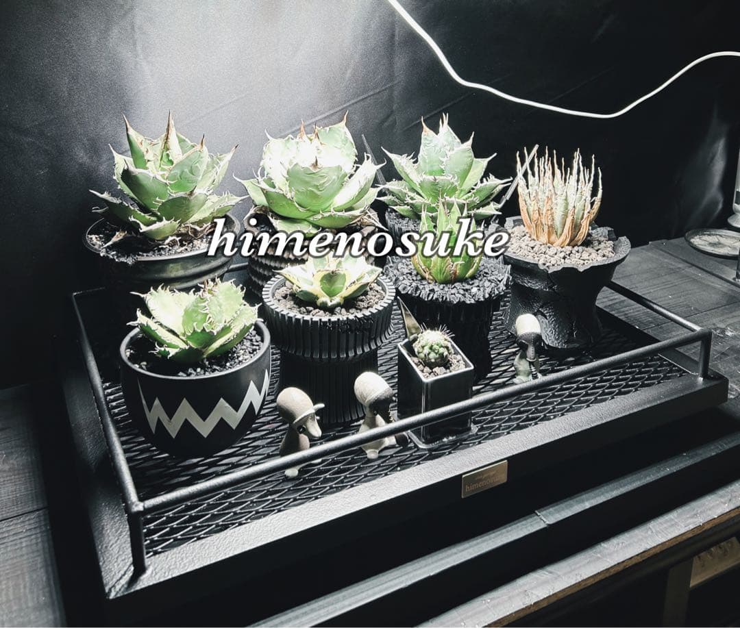 ☆送料込み☆水受けトレー付アイアン天板　即購入OK 植物棚　アガベ　塊根　什器