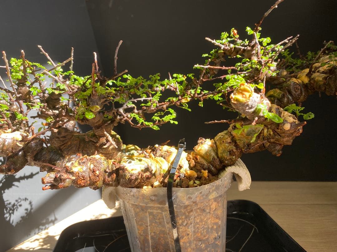 【樹形◎発根済】　コミフォラ　エイル　ソマリア産　鉢ごと発送　希少　平鉢植え可能