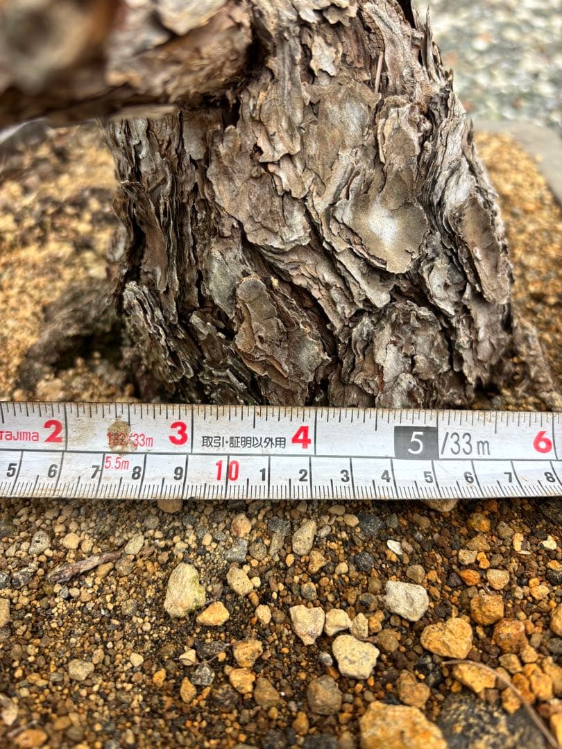 五葉松　盆栽　直接取引