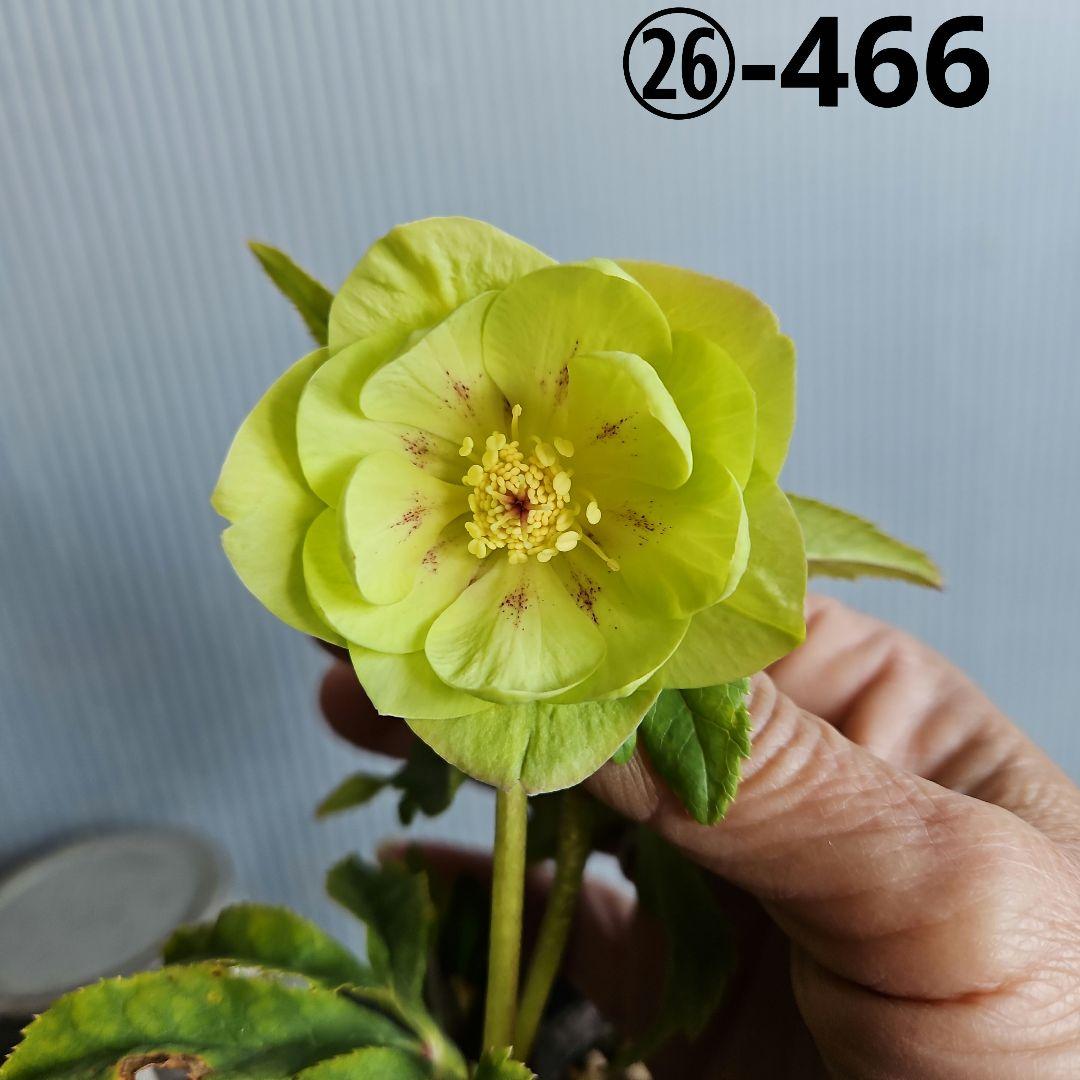 ㉖-466クリスマスローズ