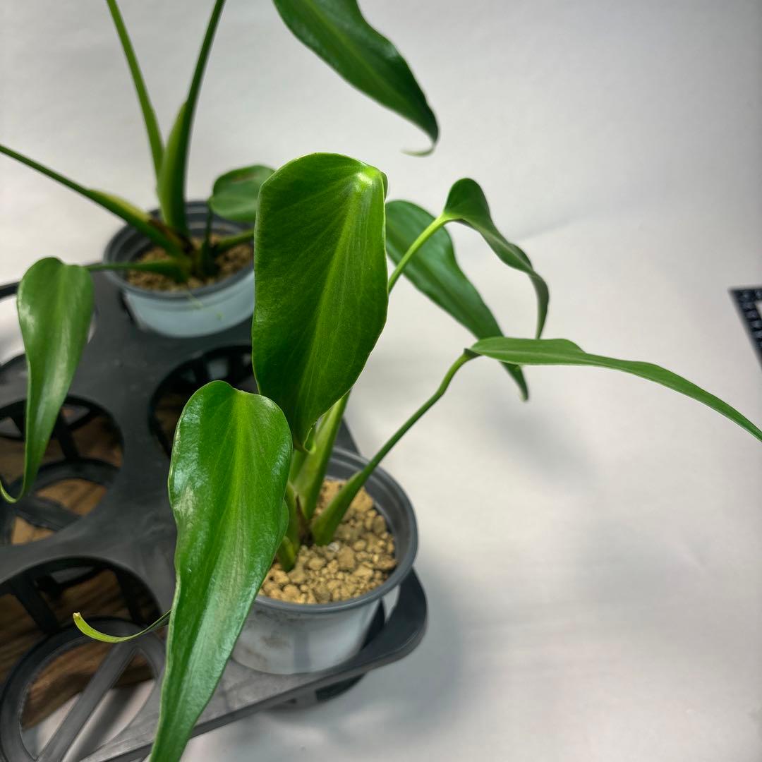 S*T様 5株セットMS03モンステラ バールマルクスフレーム