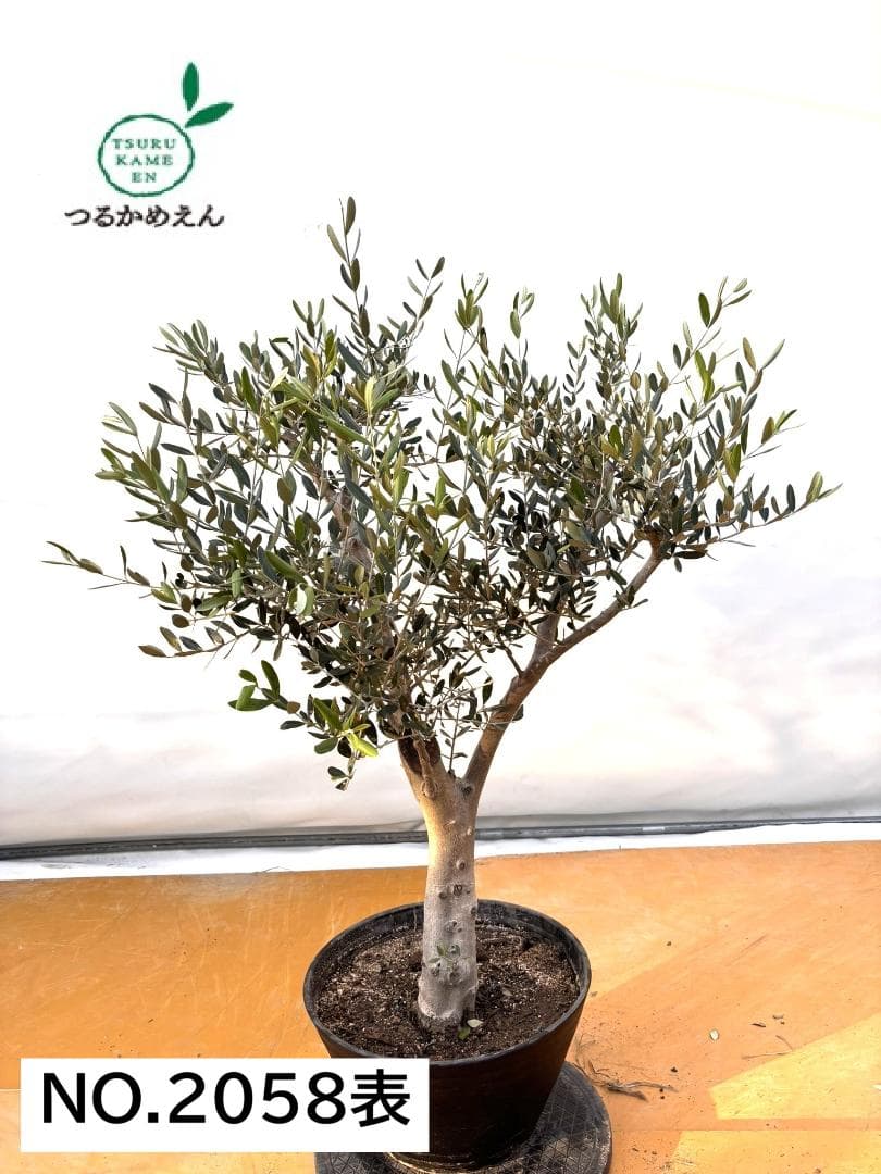 オリーブの木　ルッカ　約120cm　NO.2058　大型　人気品種　現品掲載