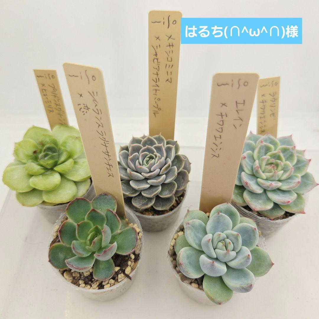 はるち(∩^ω^∩)様 5苗 メルカリ便送料込