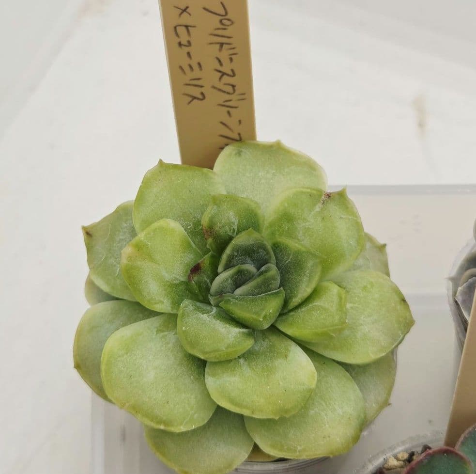 はるち(∩^ω^∩)様 5苗 メルカリ便送料込