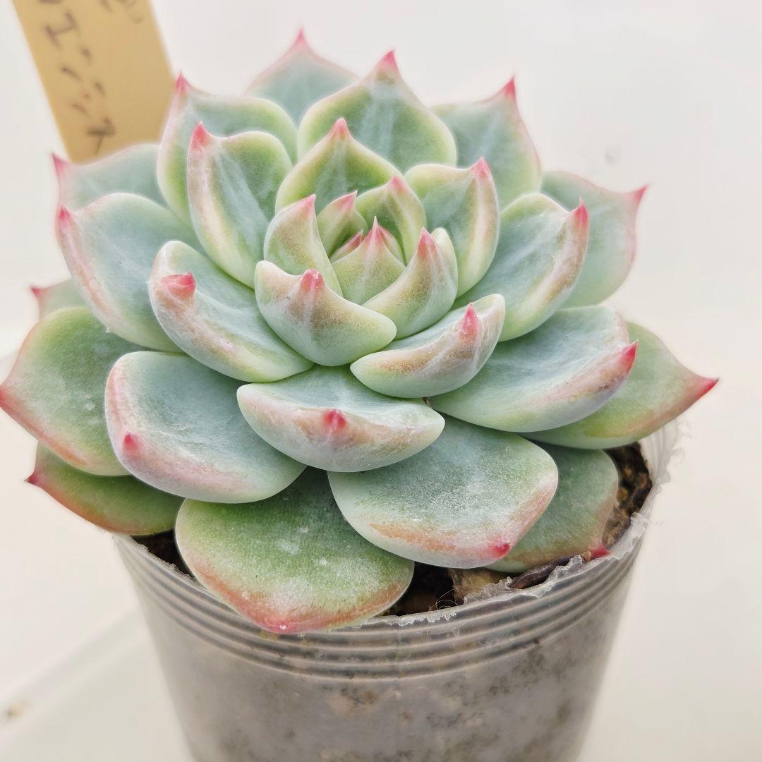 はるち(∩^ω^∩)様 5苗 メルカリ便送料込