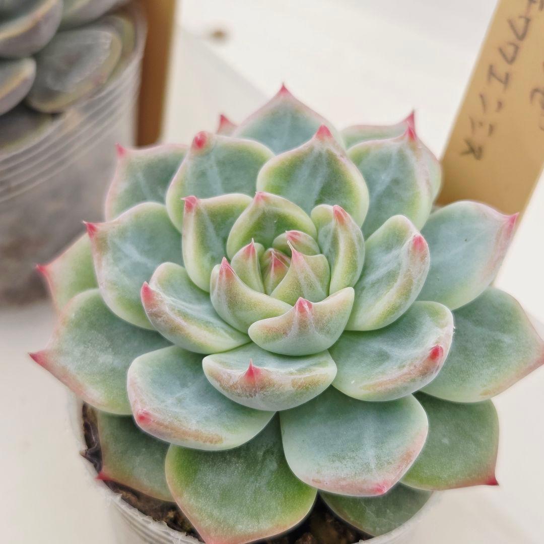 はるち(∩^ω^∩)様 5苗 メルカリ便送料込