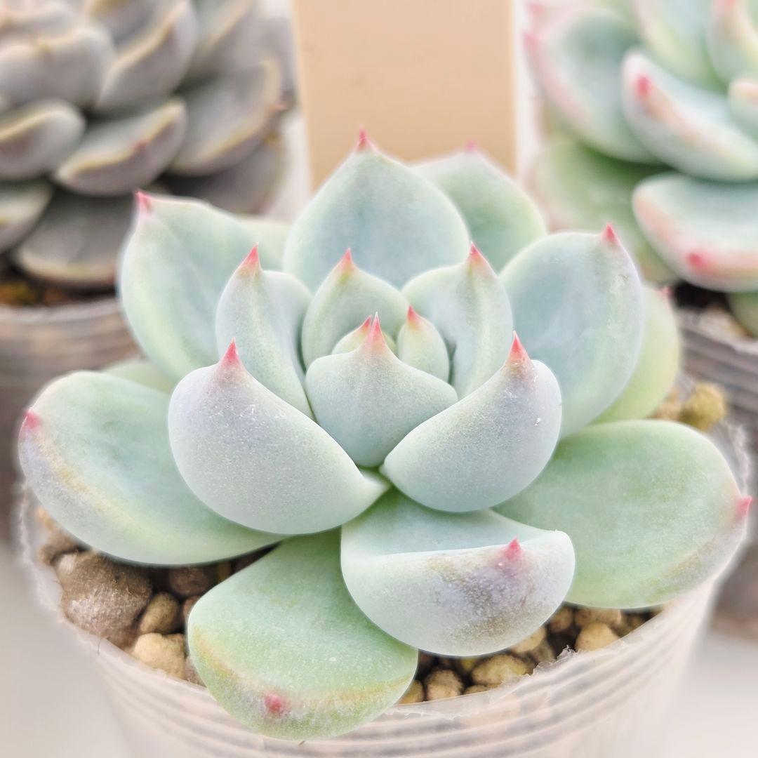 はるち(∩^ω^∩)様 5苗 メルカリ便送料込