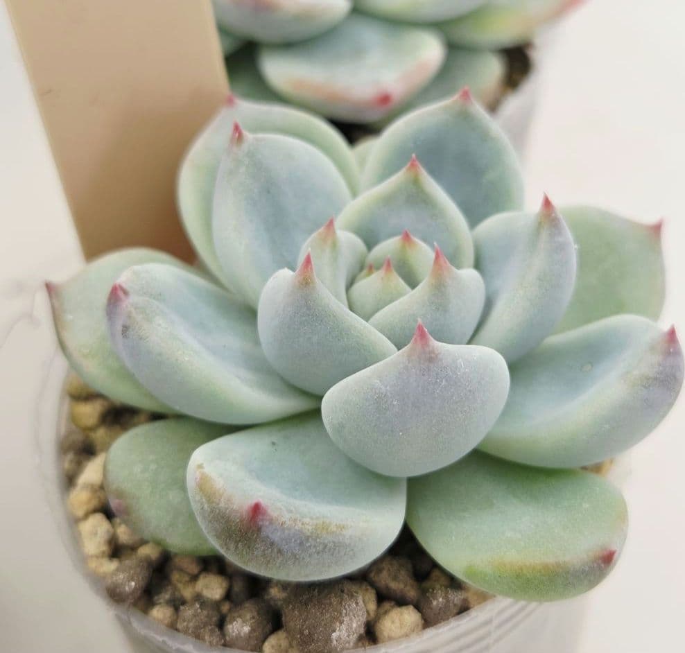 はるち(∩^ω^∩)様 5苗 メルカリ便送料込