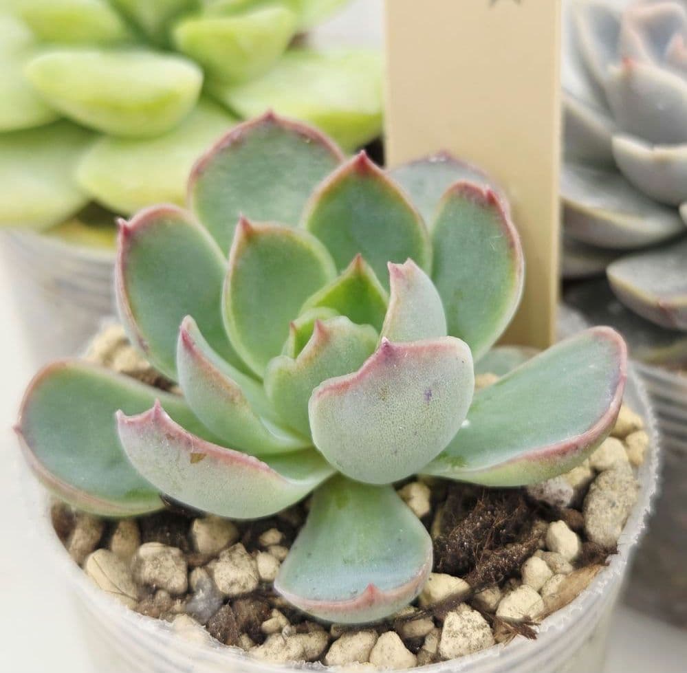 はるち(∩^ω^∩)様 5苗 メルカリ便送料込