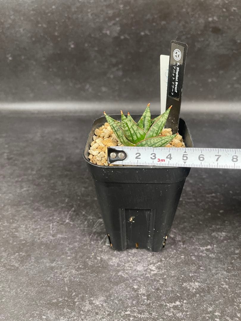 EMP サンセベリア ニアパット ドワーフ / SA397