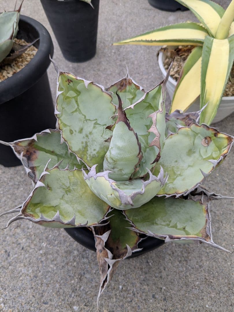 アガベ　チタノタ　ブラック＆ブルー