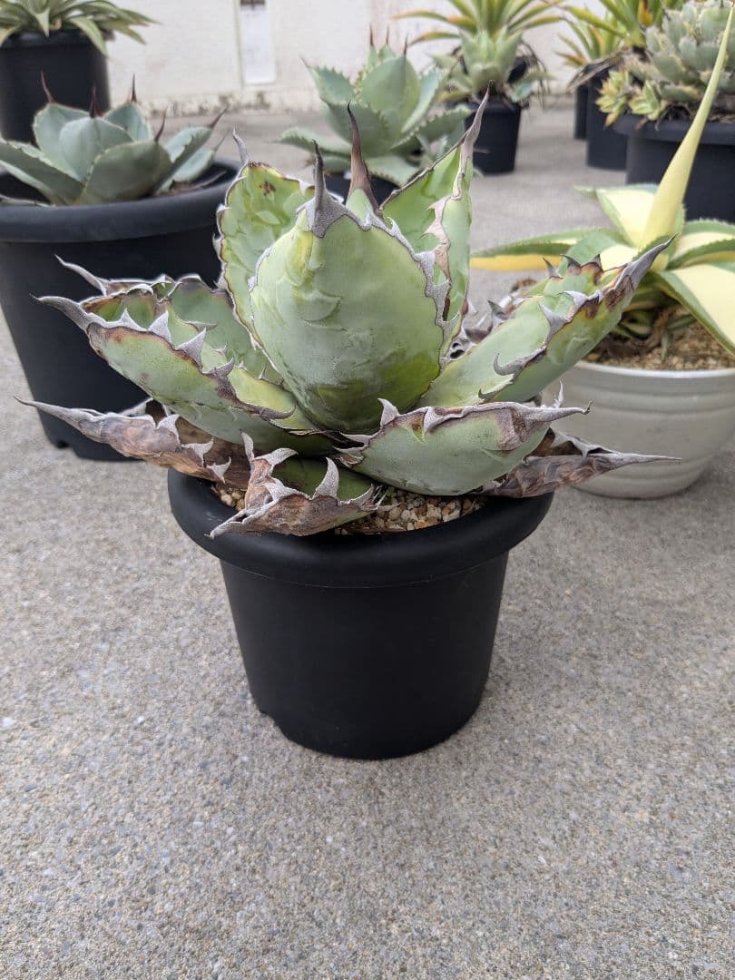 アガベ　チタノタ　ブラック＆ブルー