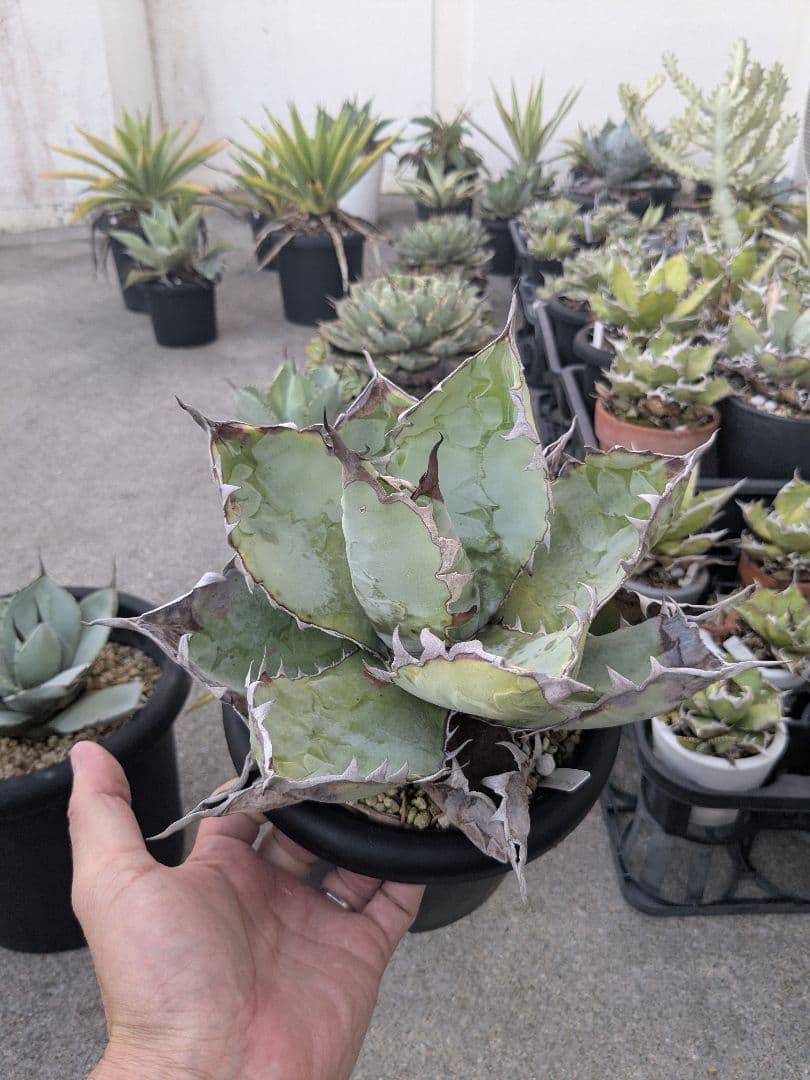 アガベ　チタノタ　ブラック＆ブルー