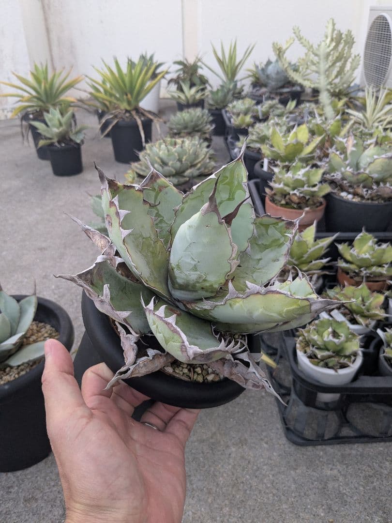 アガベ　チタノタ　ブラック＆ブルー